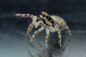 Attēlu rezultāti vaicājumam “Salticus scenicus”