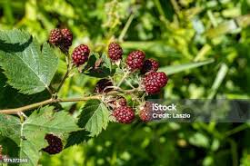 Attēlu rezultāti vaicājumam “Atriplex patula fruit”