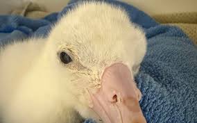 Image result for albatross dead chick