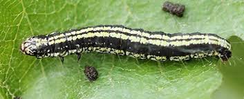 Attēlu rezultāti vaicājumam “Ortholepis betulae”