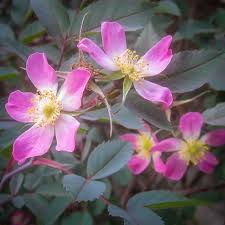 Attēlu rezultāti vaicājumam “Rosa glauca leaf”