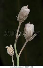 Attēlu rezultāti vaicājumam “Linaria vulgaris bud”