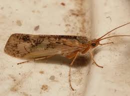 Attēlu rezultāti vaicājumam “Limnephilus larva”