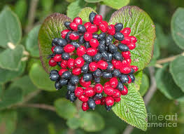 Attēlu rezultāti vaicājumam “Viburnum lantana”