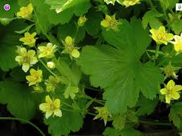Attēlu rezultāti vaicājumam “Waldsteinia geoides flower”