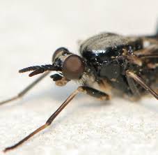 Attēlu rezultāti vaicājumam “Xylophagidae”