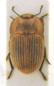 Attēlu rezultāti vaicājumam “Opatrum sabulosum”