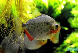 Image result for Prestatyn Piranhas