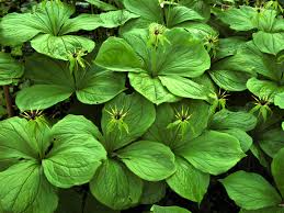 Attēlu rezultāti vaicājumam “Paris quadrifolia bud”