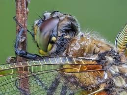 Attēlu rezultāti vaicājumam “Libellula quadrimaculata larva”