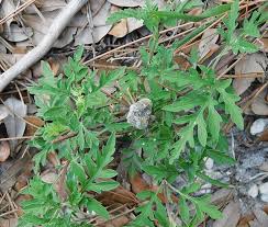 Attēlu rezultāti vaicājumam “Ambrosia artemisiifolia bud”