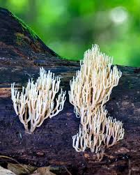 Attēlu rezultāti vaicājumam “Tremellodendropsis tuberosa”