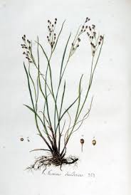 Attēlu rezultāti vaicājumam “Juncus bulbosus leaf”