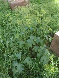 Attēlu rezultāti vaicājumam “Heracleum sphondylium subsp. sibiricum”