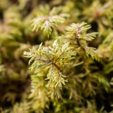 Attēlu rezultāti vaicājumam “Hylocomium splendens sporophyte”