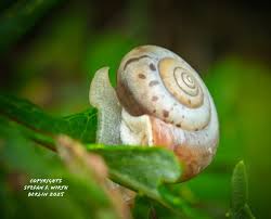 Attēlu rezultāti vaicājumam “Fruticola fruticum”