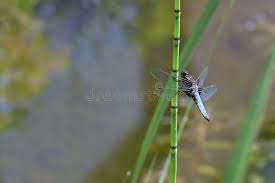 Attēlu rezultāti vaicājumam “Libellula depressa male”