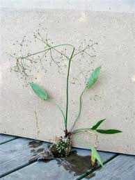 Attēlu rezultāti vaicājumam “Alisma plantago-aquatica”