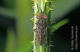Attēlu rezultāti vaicājumam “Haematopota sp.”