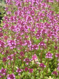 Attēlu rezultāti vaicājumam “Thymus pulegioides leaf”