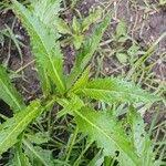 Attēlu rezultāti vaicājumam “Rorippa amphibia leaf”