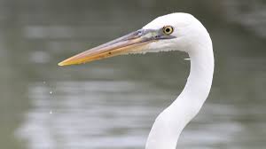 Image result for heron