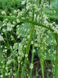 Attēlu rezultāti vaicājumam “Briza media flower”