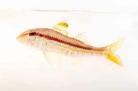 Image result for Mullus surmuletus