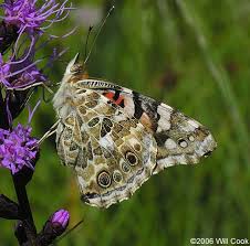 Attēlu rezultāti vaicājumam “Vanessa cardui upperside”