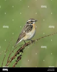 Attēlu rezultāti vaicājumam “Saxicola rubetra adult”