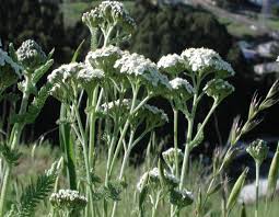 Image result for Achillea millefolium