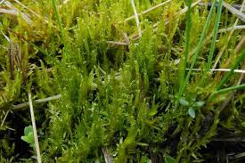 Attēlu rezultāti vaicājumam “Saelania glaucescens sporophyte”