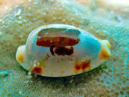 Attēlu rezultāti vaicājumam “Cribraria martinii macro”