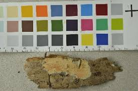 Attēlu rezultāti vaicājumam “Leucogyrophana sororia”