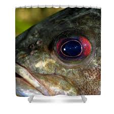 Image result for Micropterus dolomieu