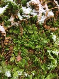 Attēlu rezultāti vaicājumam “Ptilium crista-castrensis sporophyte”