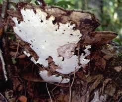 Attēlu rezultāti vaicājumam “Hypomyces armeniacus”