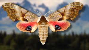 Attēlu rezultāti vaicājumam “Smerinthus ocellata”