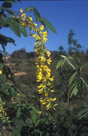 Attēlu rezultāti vaicājumam “Laburnum alpinum flower”