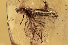 Attēlu rezultāti vaicājumam “Xylophagidae”