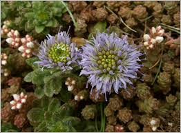 Attēlu rezultāti vaicājumam “Jasione montana leaf”