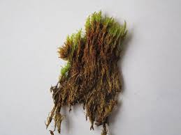 Attēlu rezultāti vaicājumam “Dicranum undulatum”