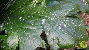 Attēlu rezultāti vaicājumam “Erysiphe galeopsidis”