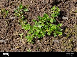 Attēlu rezultāti vaicājumam “Stellaria longifolia leaf”