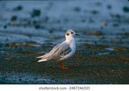 Image result for Chroicocephalus philadelphia