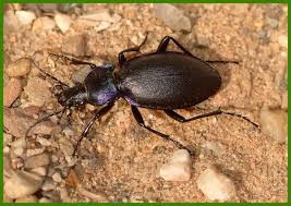 Attēlu rezultāti vaicājumam “Leistus terminatus”