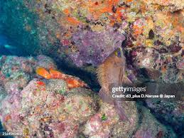 Image result for Sebastes fasciatus