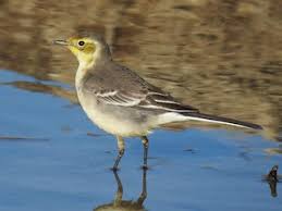 Attēlu rezultāti vaicājumam “Motacilla citreola male”
