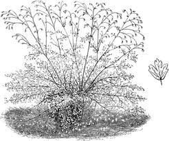 Attēlu rezultāti vaicājumam “Isopyrum thalictroides”