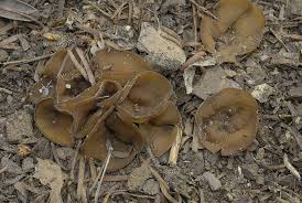 Attēlu rezultāti vaicājumam “Dumontinia tuberosa”